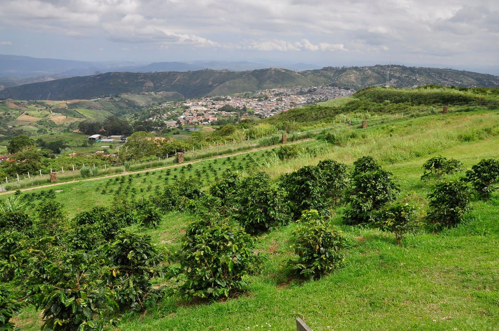 Montañas y cafetales de Sanare, Lara